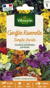 Giroflée Ravenelle Simple Variée